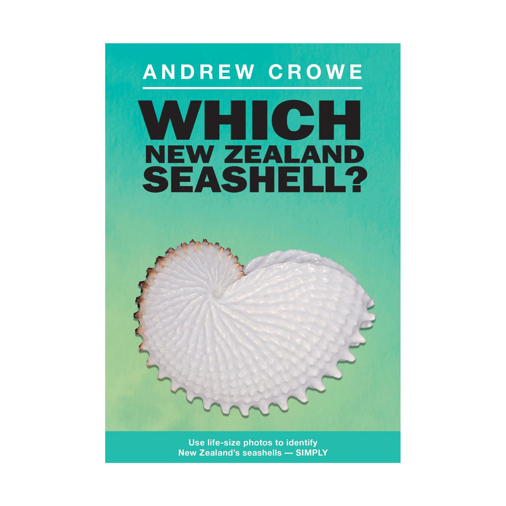 Which New Zealand Seashell