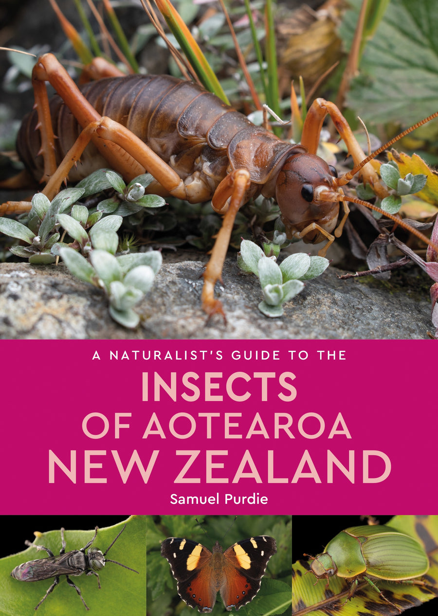 Naturalist's Guide To The Insects Of Aotearoa
