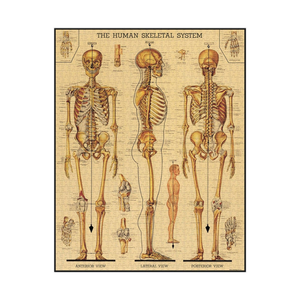 Skeletal System 1000 Pce  Vintage Puzzle