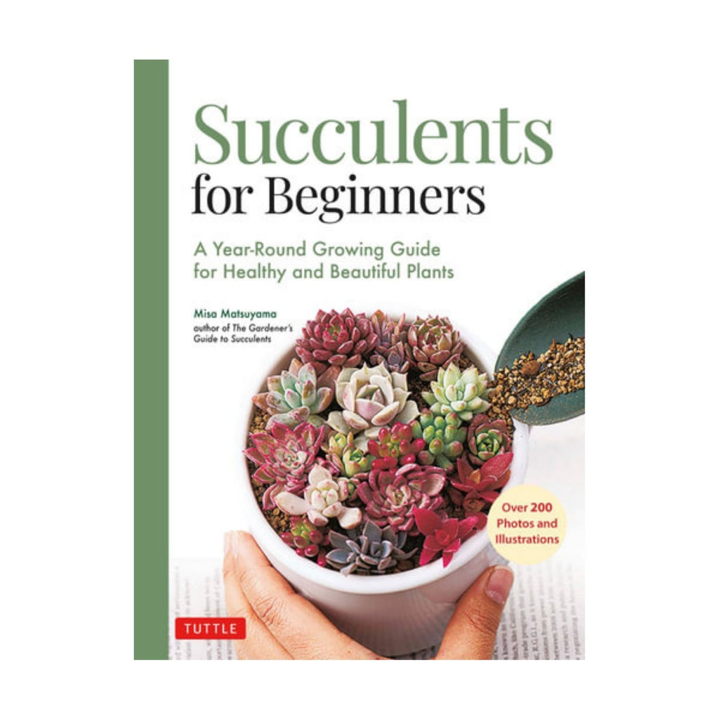 Succulent for Beginners